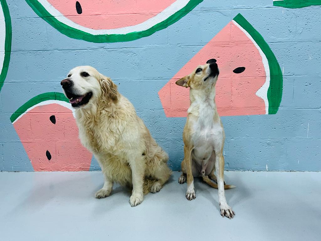 My Buddy Pet Care Best pet care in Dubai